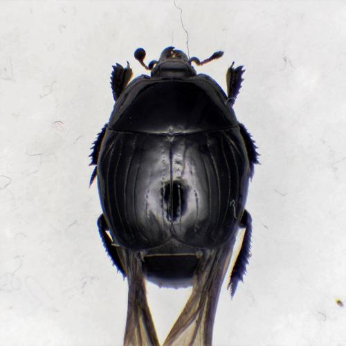 Margarinotus striola succicola